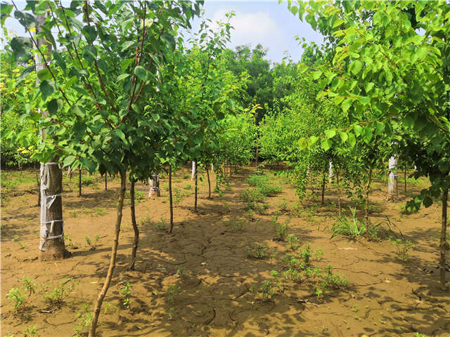沭陽長景園林山杏種植基地實(shí)拍圖片