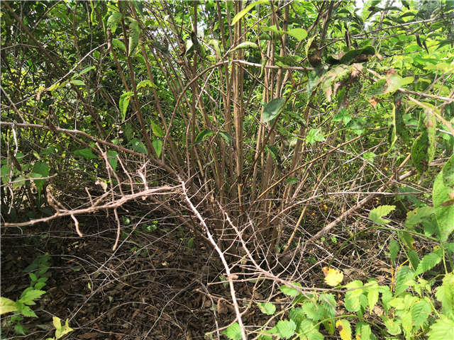 沭陽長景園林金銀木種植基地實拍圖片