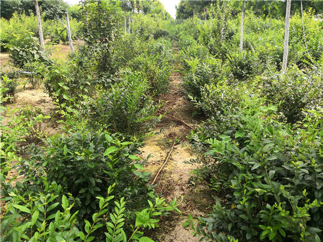 沭陽(yáng)長(zhǎng)景園林水蠟球種植基地實(shí)拍圖片