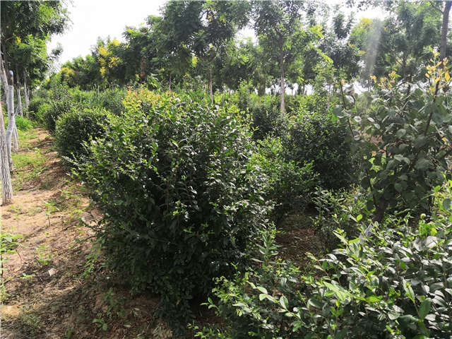 沭陽(yáng)長(zhǎng)景園林水蠟球種植基地實(shí)拍圖片