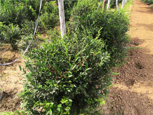 沭陽(yáng)長(zhǎng)景園林水蠟球種植基地實(shí)拍圖片