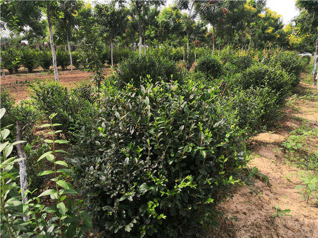 沭陽(yáng)長(zhǎng)景園林水蠟球種植基地實(shí)拍圖片