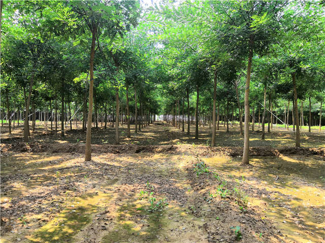 沭陽長景園林國槐種植基地實(shí)拍圖片