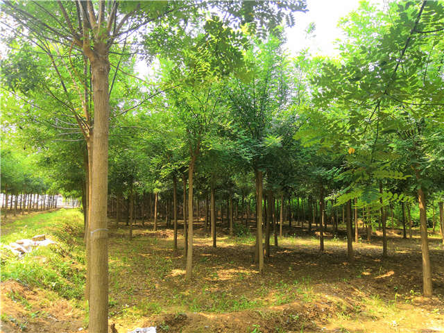沭陽長景園林國槐種植基地實(shí)拍圖片