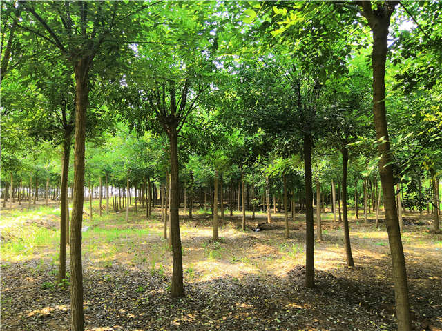 沭陽長景園林國槐種植基地實(shí)拍圖片