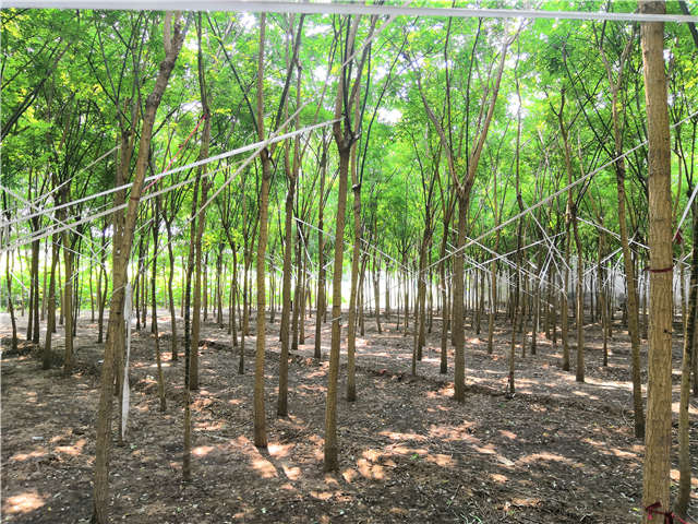 沭陽長景園林國槐種植基地實(shí)拍圖片