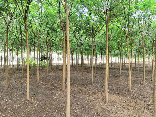 沭陽長景園林國槐種植基地實(shí)拍圖片