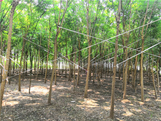 沭陽長景園林國槐種植基地實(shí)拍圖片