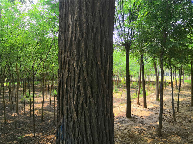 沭陽長景園林國槐種植基地實(shí)拍圖片