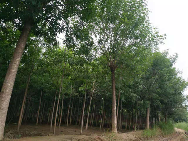 沭陽長(zhǎng)景園林白蠟種植基地實(shí)拍圖片