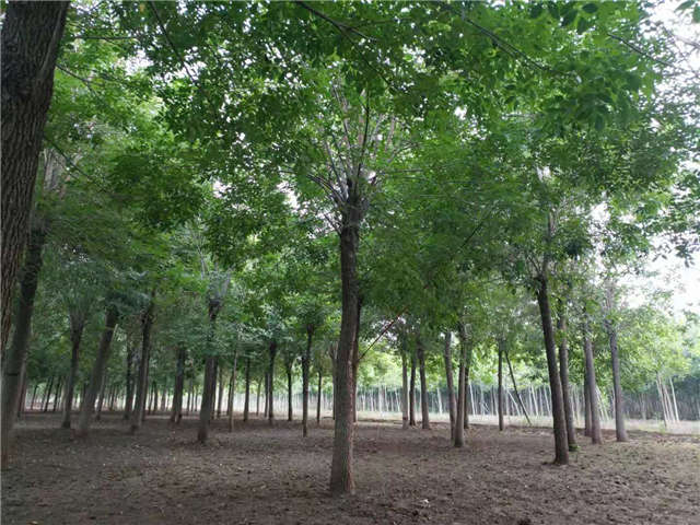 沭陽長(zhǎng)景園林白蠟種植基地實(shí)拍圖片