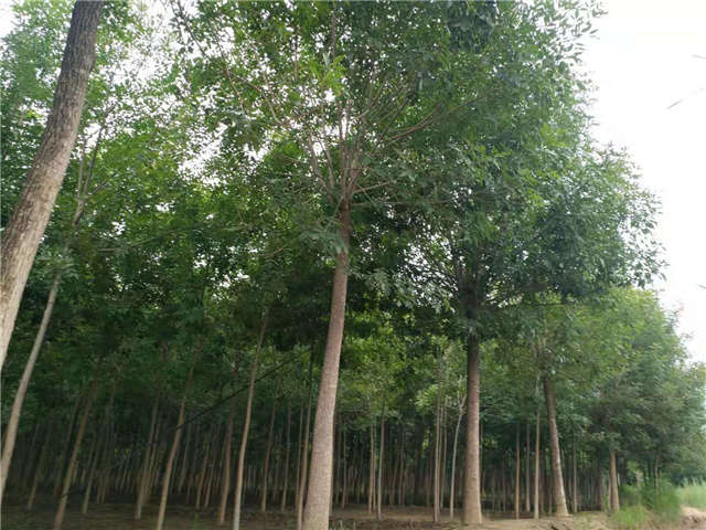 沭陽長(zhǎng)景園林白蠟種植基地實(shí)拍圖片