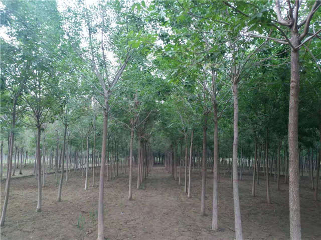 沭陽長(zhǎng)景園林白蠟種植基地實(shí)拍圖片