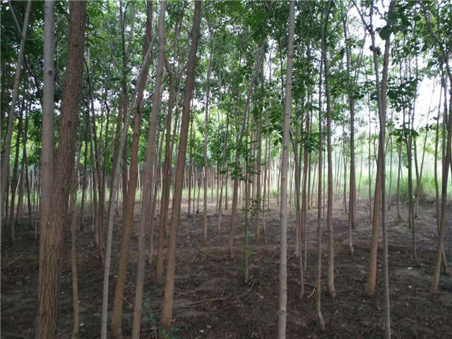 沭陽長(zhǎng)景園林白蠟種植基地實(shí)拍圖片