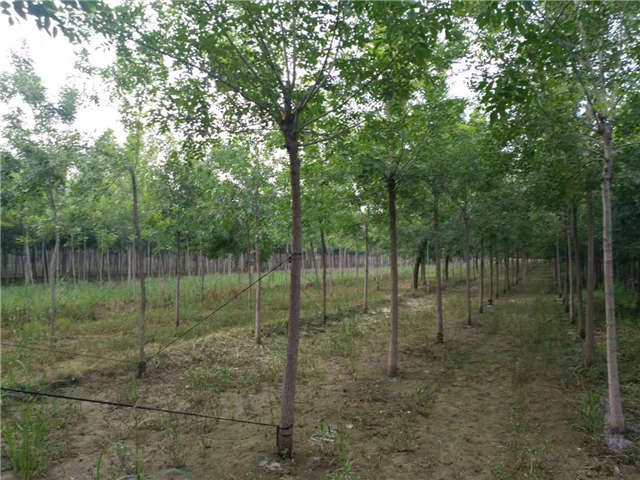 沭陽長(zhǎng)景園林白蠟種植基地實(shí)拍圖片