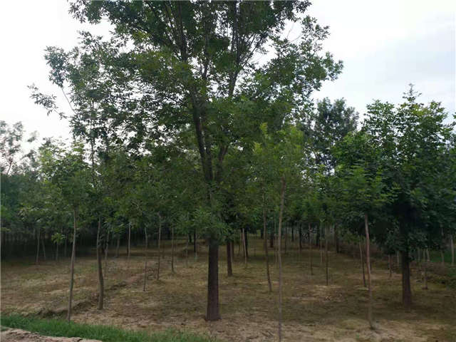 沭陽長(zhǎng)景園林白蠟種植基地實(shí)拍圖片