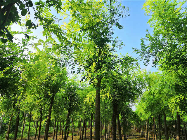 沭陽長景園林洋槐種植基地實(shí)拍圖片