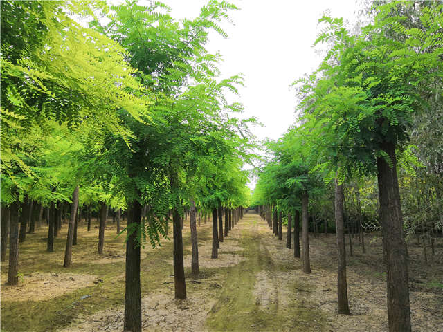 沭陽長景園林洋槐種植基地實(shí)拍圖片