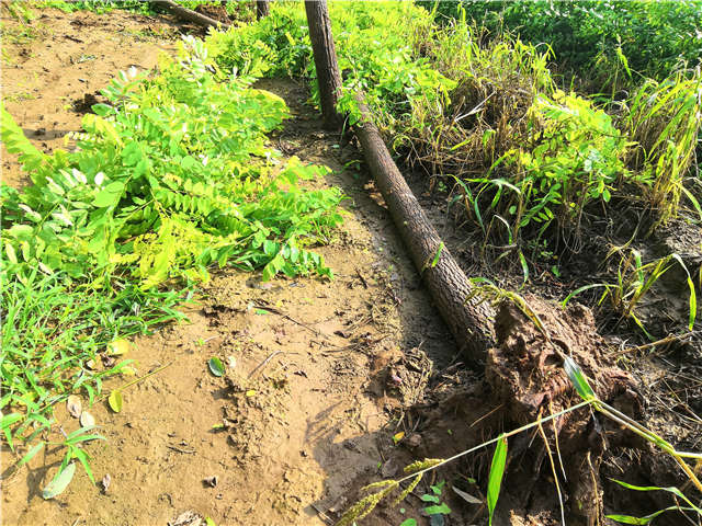 沭陽長景園林洋槐種植基地實(shí)拍圖片