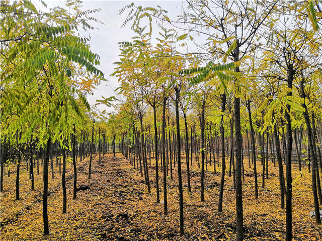 沭陽長景園林洋槐種植基地實(shí)拍圖片