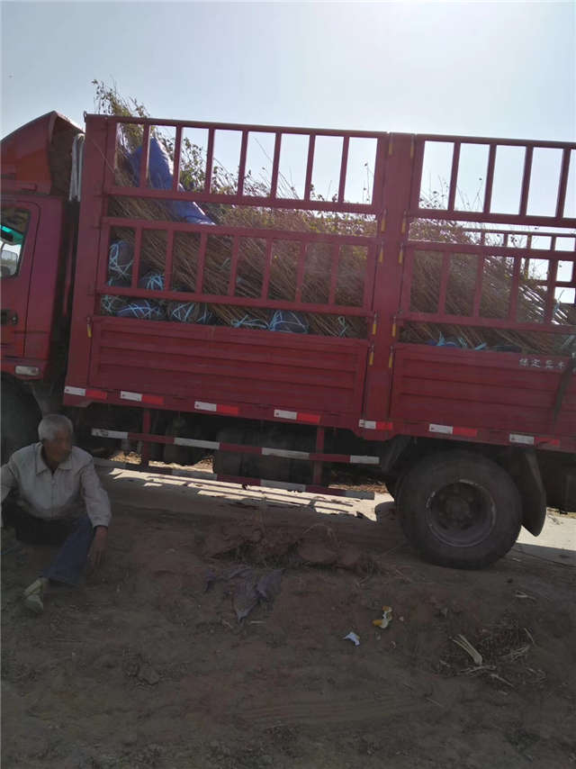 叢生木槿裝車現(xiàn)場