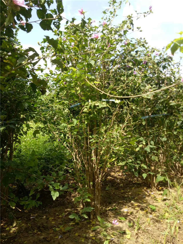 叢生木槿照片種植基地實(shí)拍