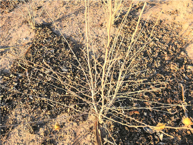叢生木槿照片種植基地實(shí)拍