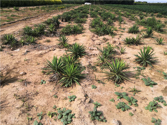 沭陽長景園林劍麻種植基地實拍圖片
