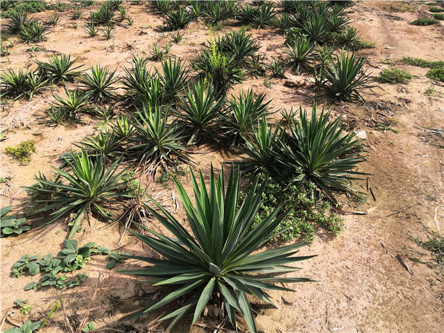 沭陽長景園林劍麻種植基地實拍圖片