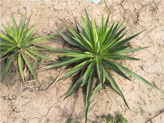 沭陽長景園林劍麻種植基地實拍圖片