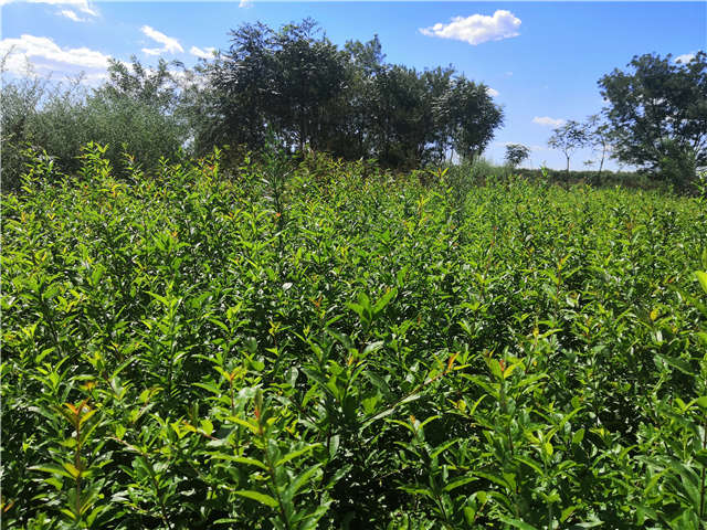 沭陽(yáng)長(zhǎng)景園林花石榴種植基地實(shí)拍圖片
