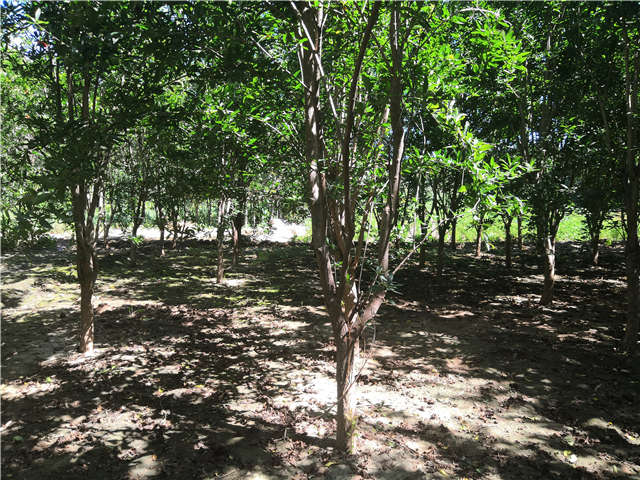 沭陽(yáng)長(zhǎng)景園林花石榴種植基地實(shí)拍圖片