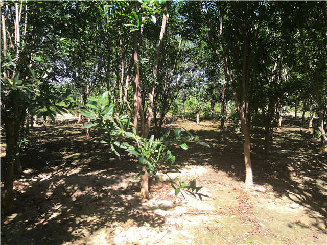 沭陽(yáng)長(zhǎng)景園林花石榴種植基地實(shí)拍圖片