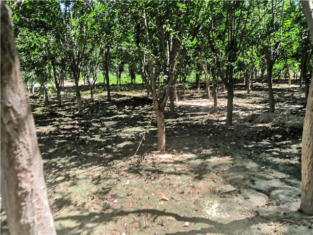 沭陽(yáng)長(zhǎng)景園林花石榴種植基地實(shí)拍圖片