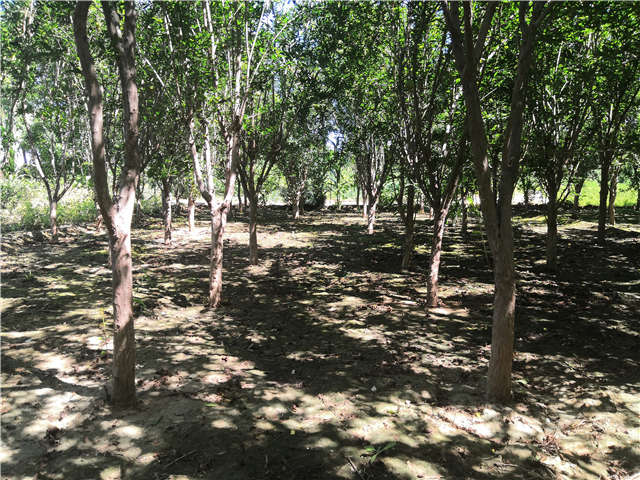 沭陽(yáng)長(zhǎng)景園林花石榴種植基地實(shí)拍圖片