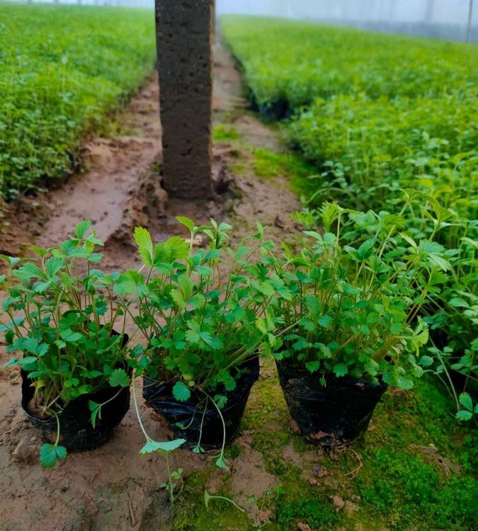 三葉委陵菜種苗 三葉委陵菜種苗